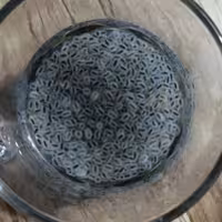 تخم شربتی ریحان