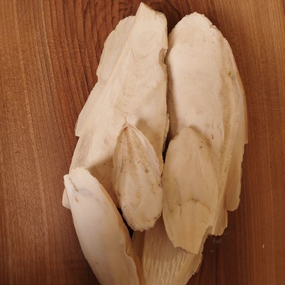 کف دریا در بسته بندی (100 گرمی)