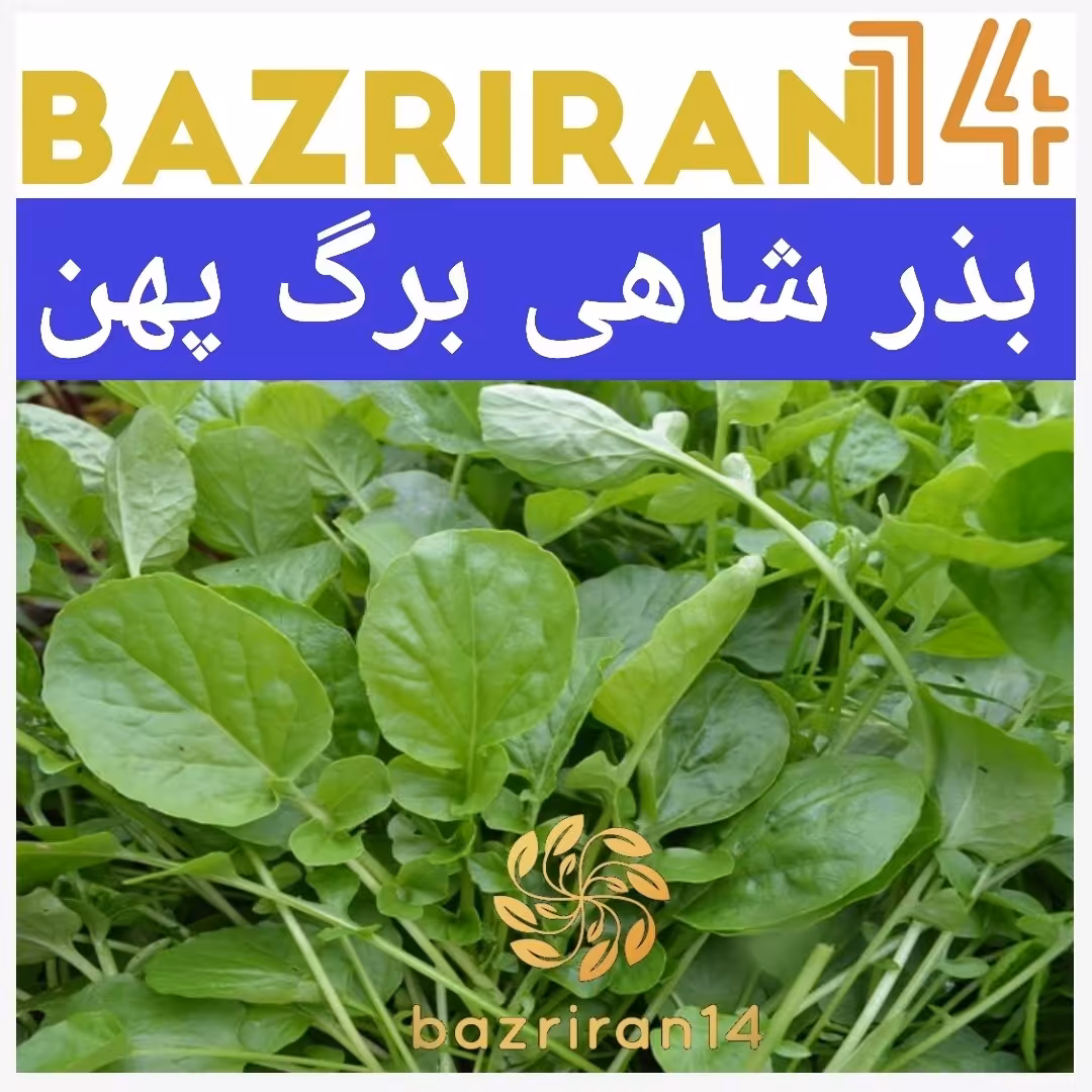 بذر شاهی برگ پهن