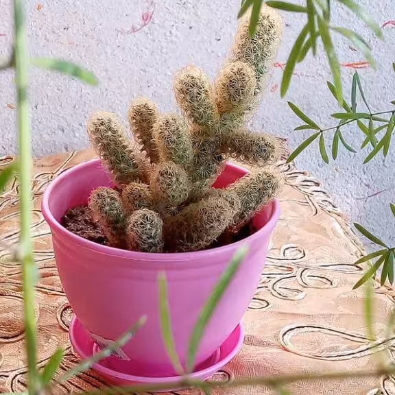 گلدان مامیلاریا