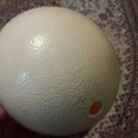 پوکه خالی تخم شترمرغ 5عددی برای تزیین