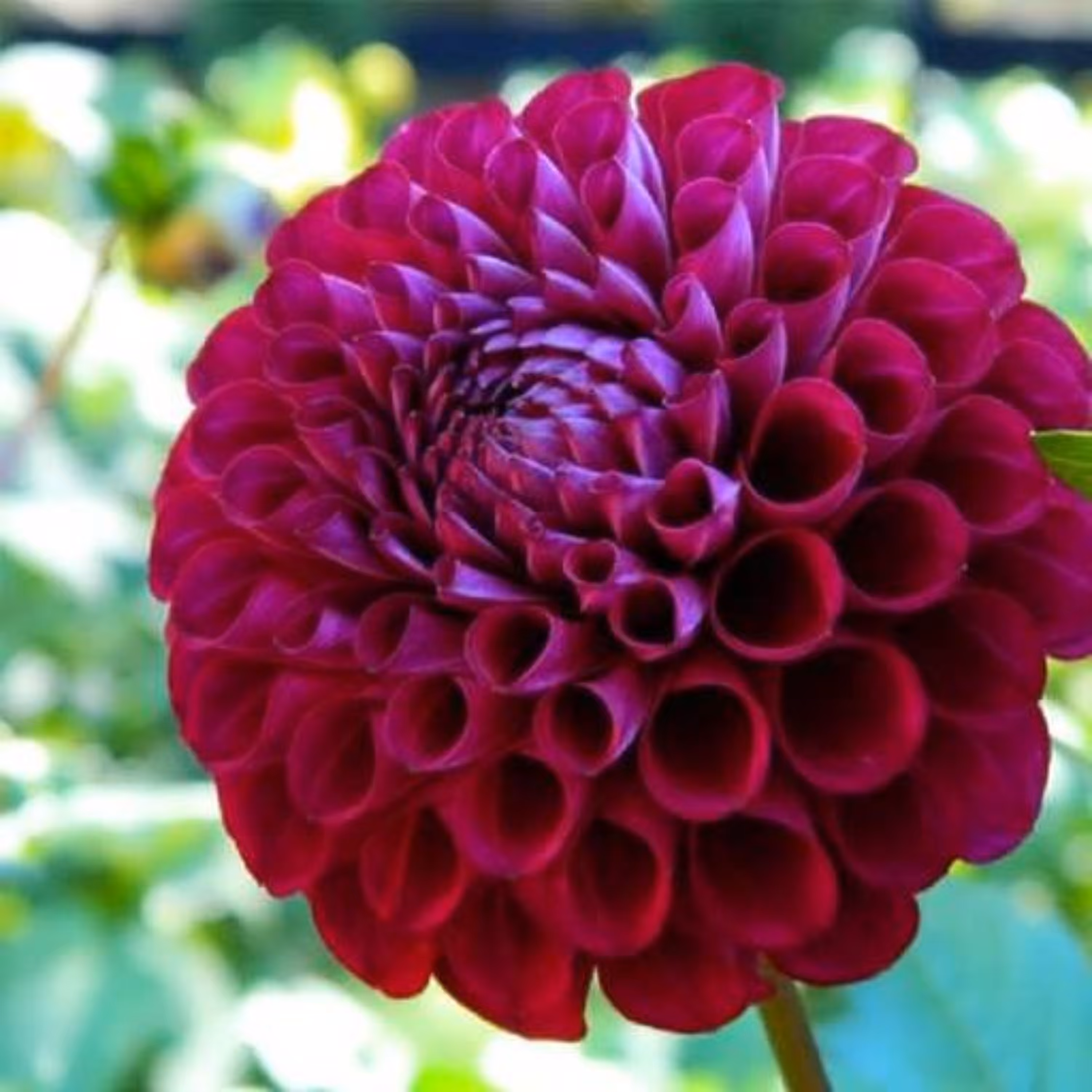 بذر کوکب منگوله ای 5 عددی