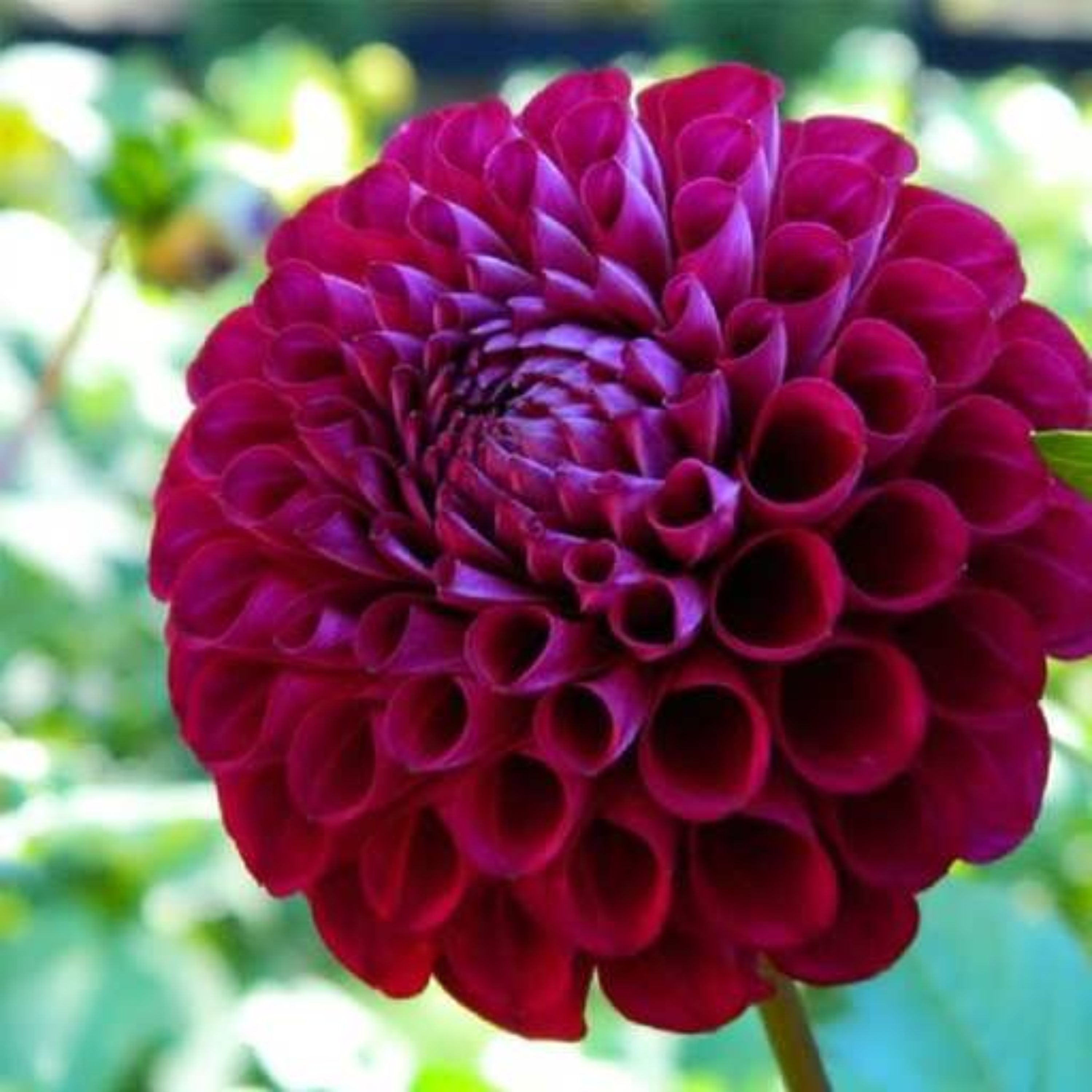 بذر کوکب منگوله ای 5 عددی