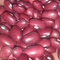 لوبیا قرمز