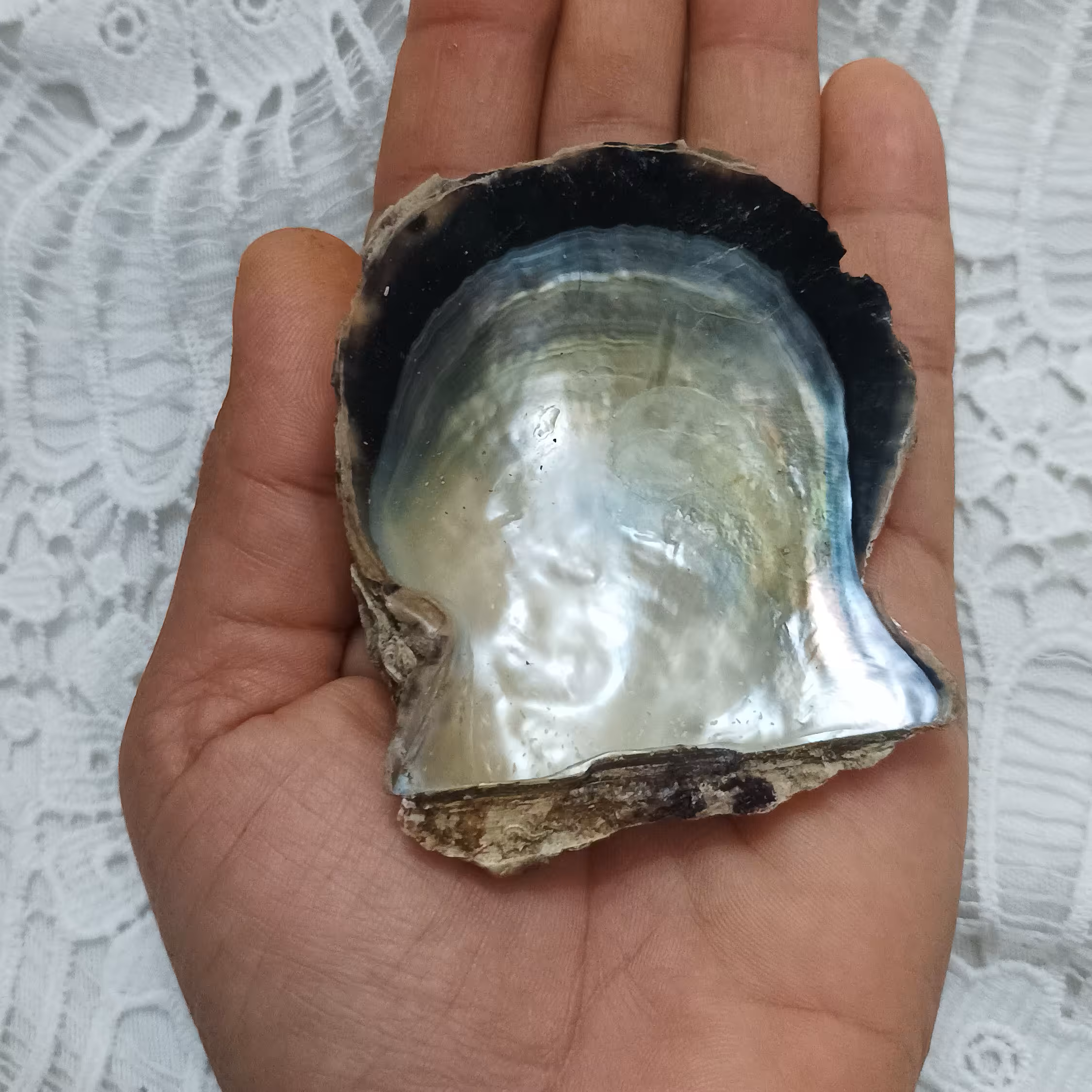 صدف مروارید ساز یا لب سیاه ، از نوع قبلی بزرگتر و ضخیمتر هستن و توی کار بصورت طبیعی صیقلی، براق و داری ی هاله هفترنگ 