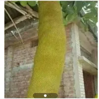 نهال جک فروت غول آسا

