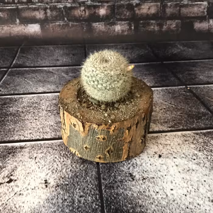 تراریوم چوبی