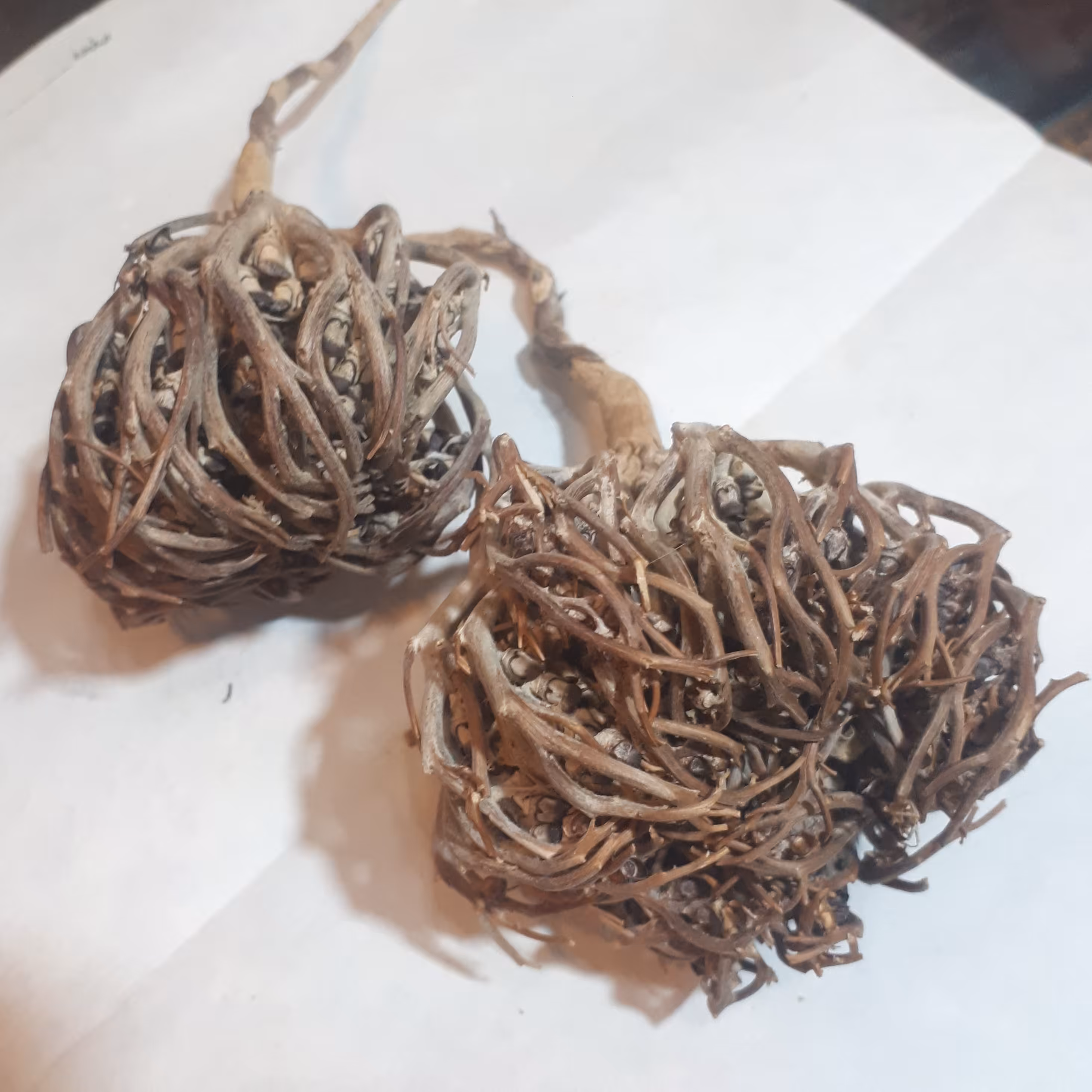 پنجه مریم (50 گرمی)