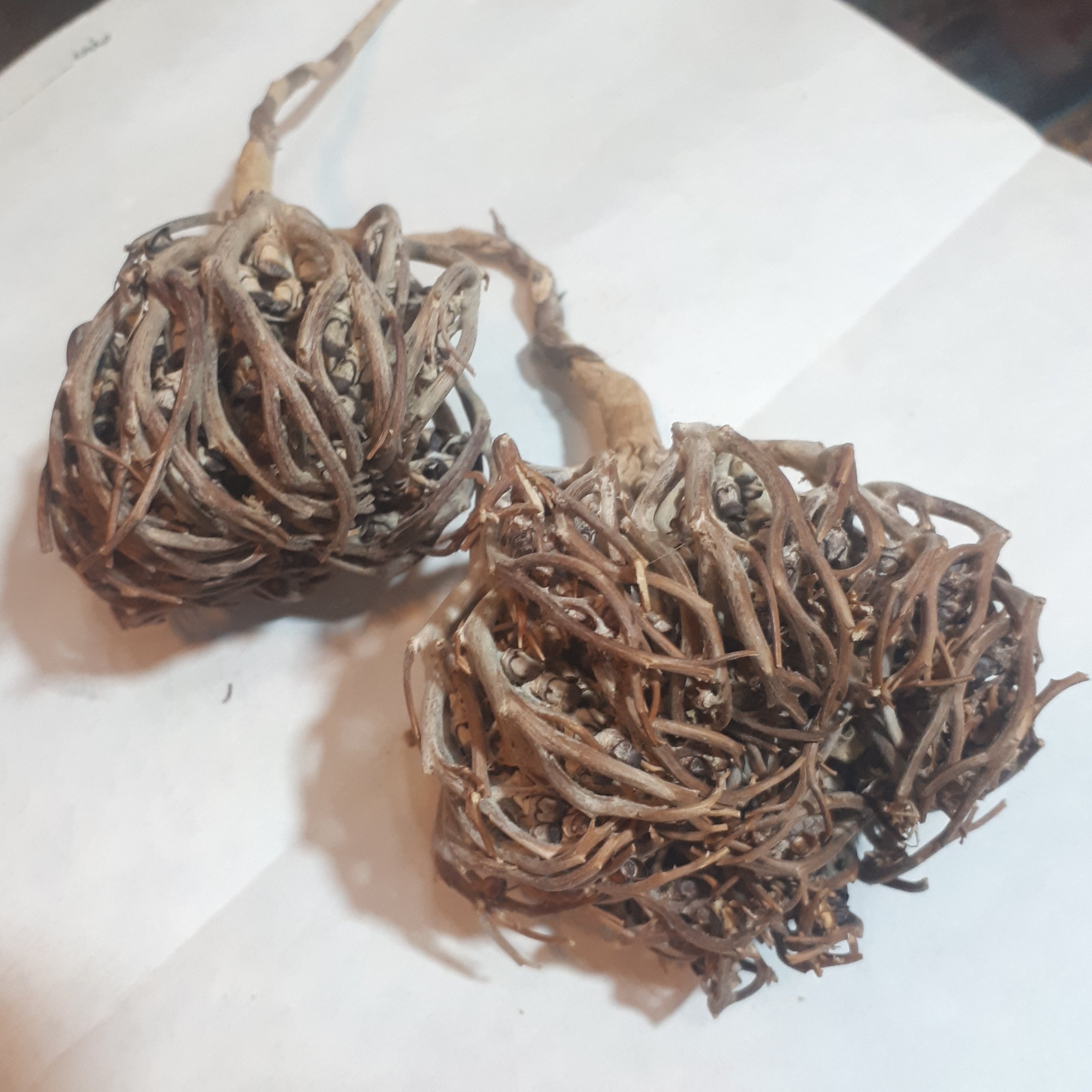 پنجه مریم (50 گرمی)