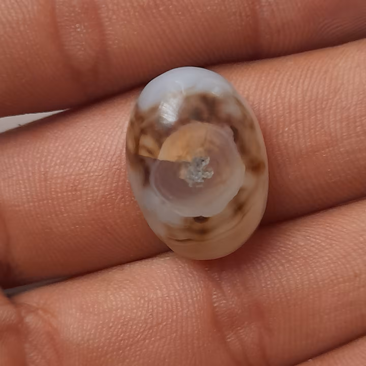 باباغوری تک چشم شجر دار 