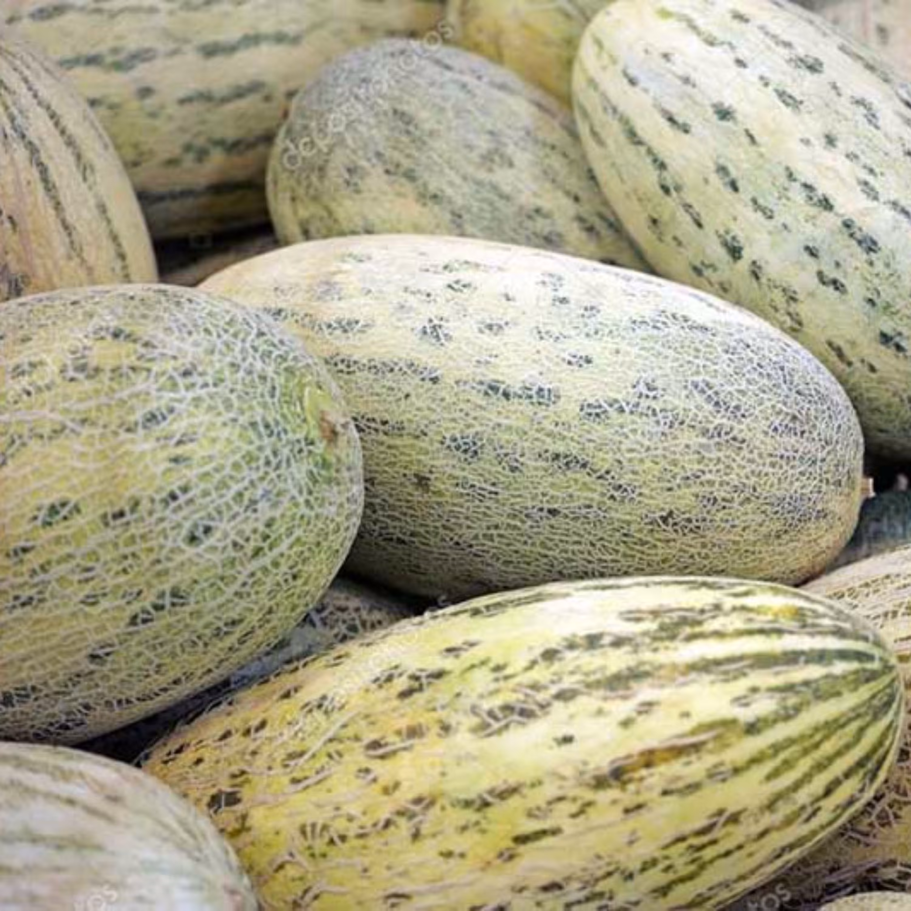 بذر خربزه درگزی فوق شیرین گوشتی بسته 10 عددی