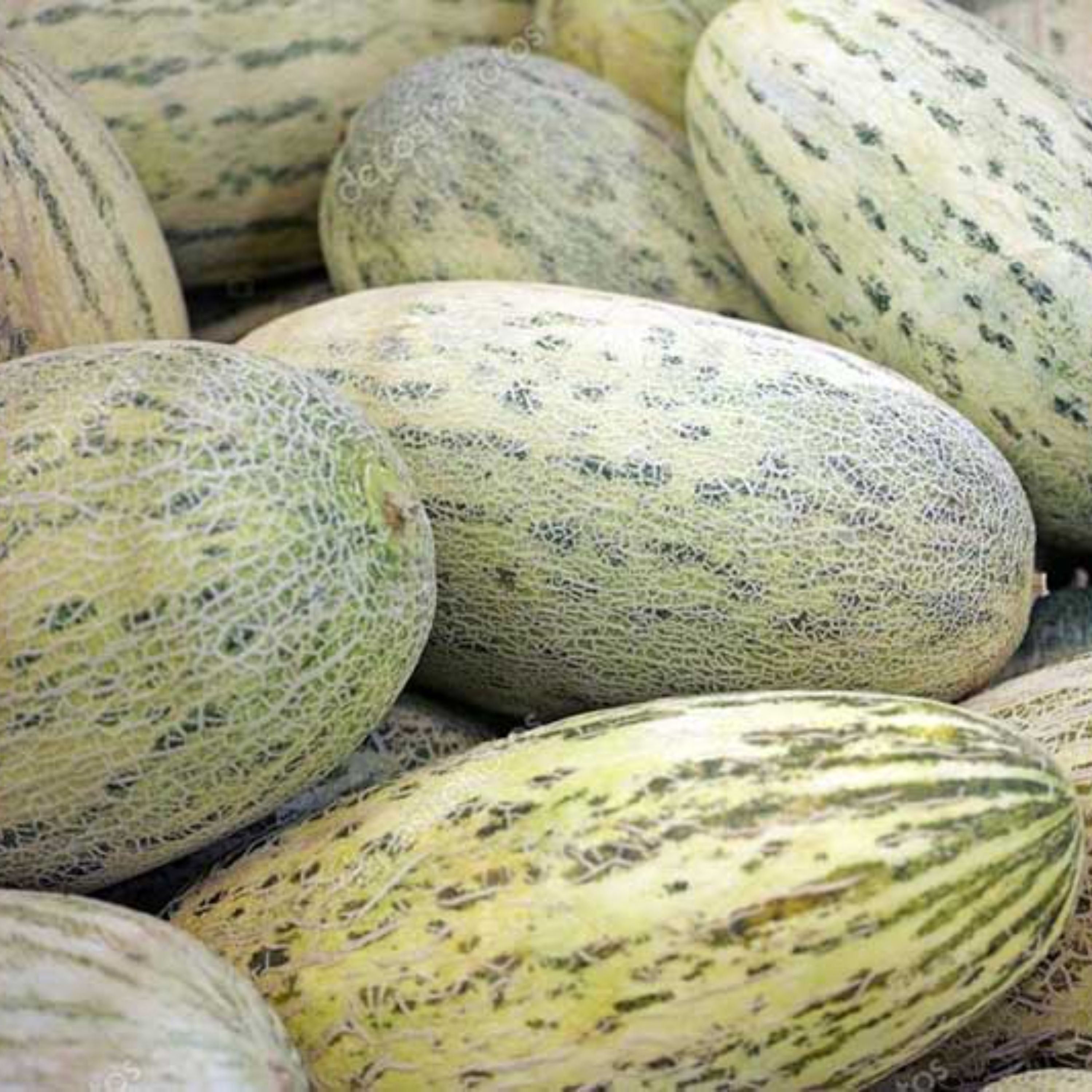 بذر خربزه درگزی فوق شیرین گوشتی بسته 10 عددی