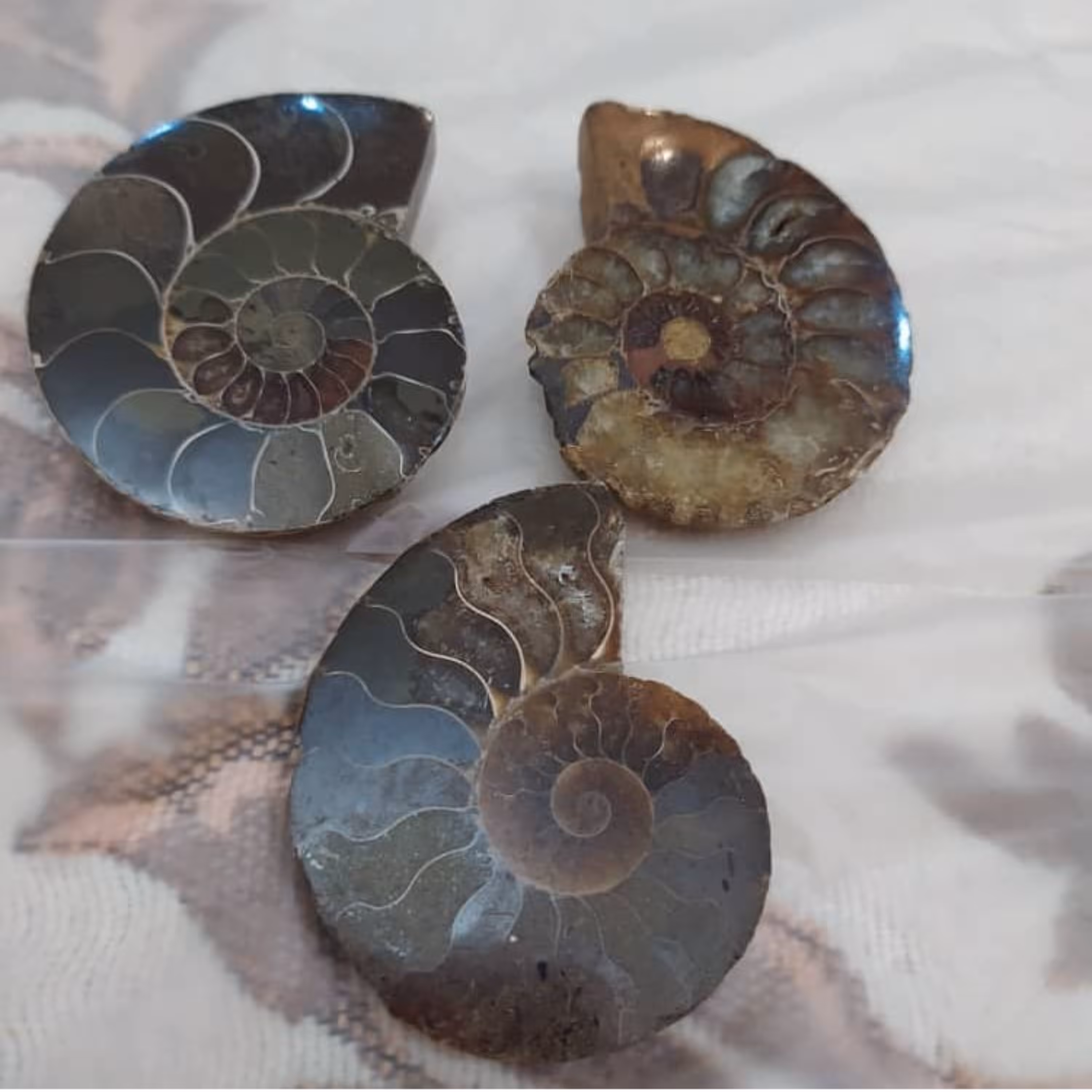 فسیل امونیت