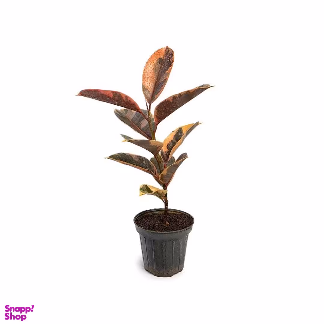 گلدان طبیعی فیکوس مدل c6 به همراه گلدان پلاستیکی