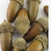 بلوط  سبزه کوه سردسیر چهار محال.خوارکی