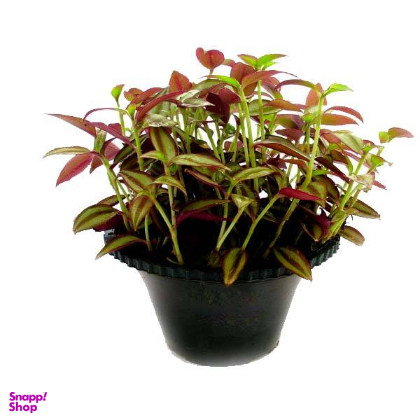گیاه طبیعی برگ بیدی مدل AMS02