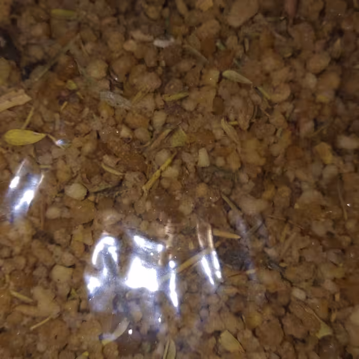 ترنجبین 50 گرمی