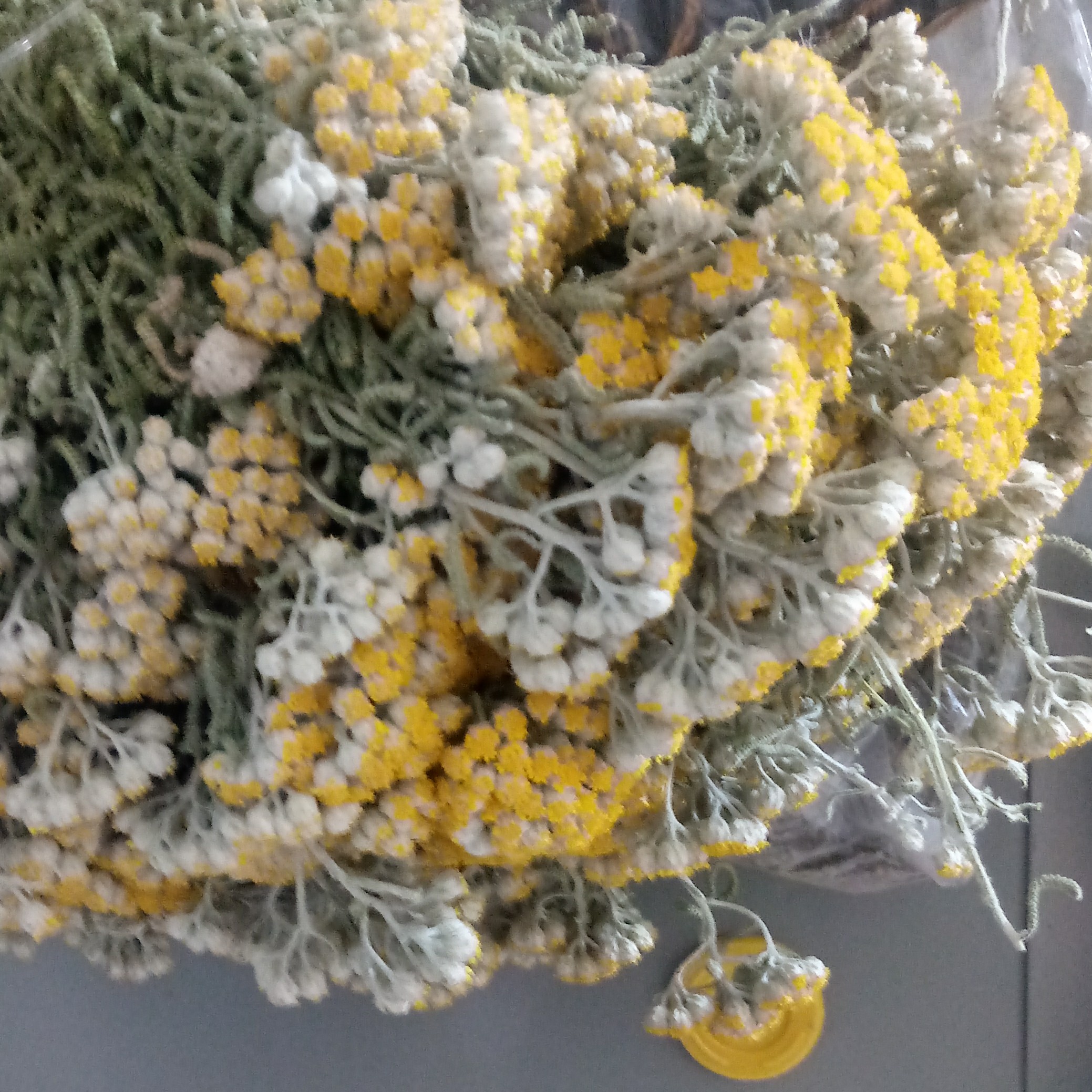 گل بومادران(کوهی)(100 گرمی)