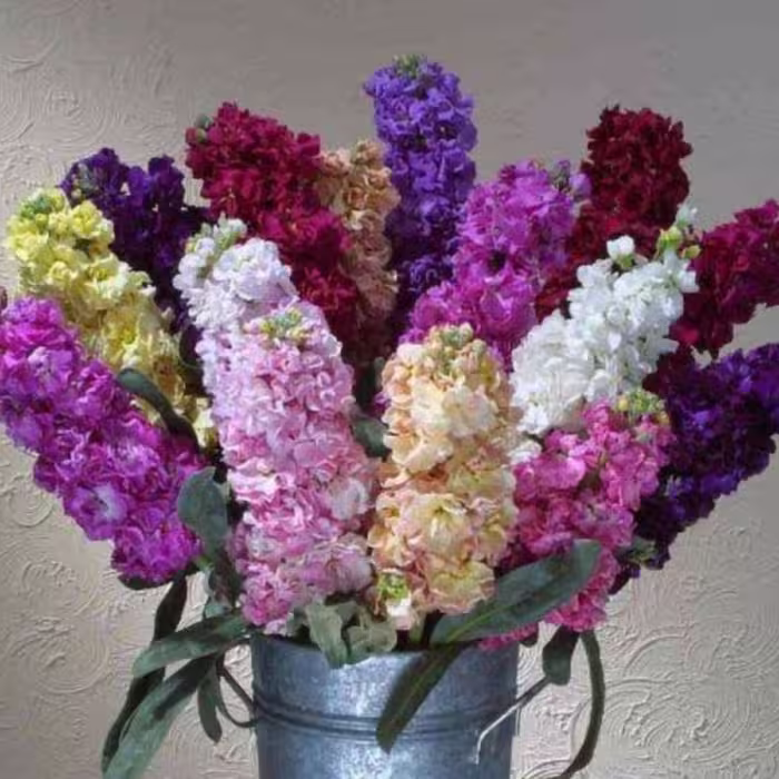 بذر گل شب بو رنگارنگ پاکوتاه بسته 100 عددی