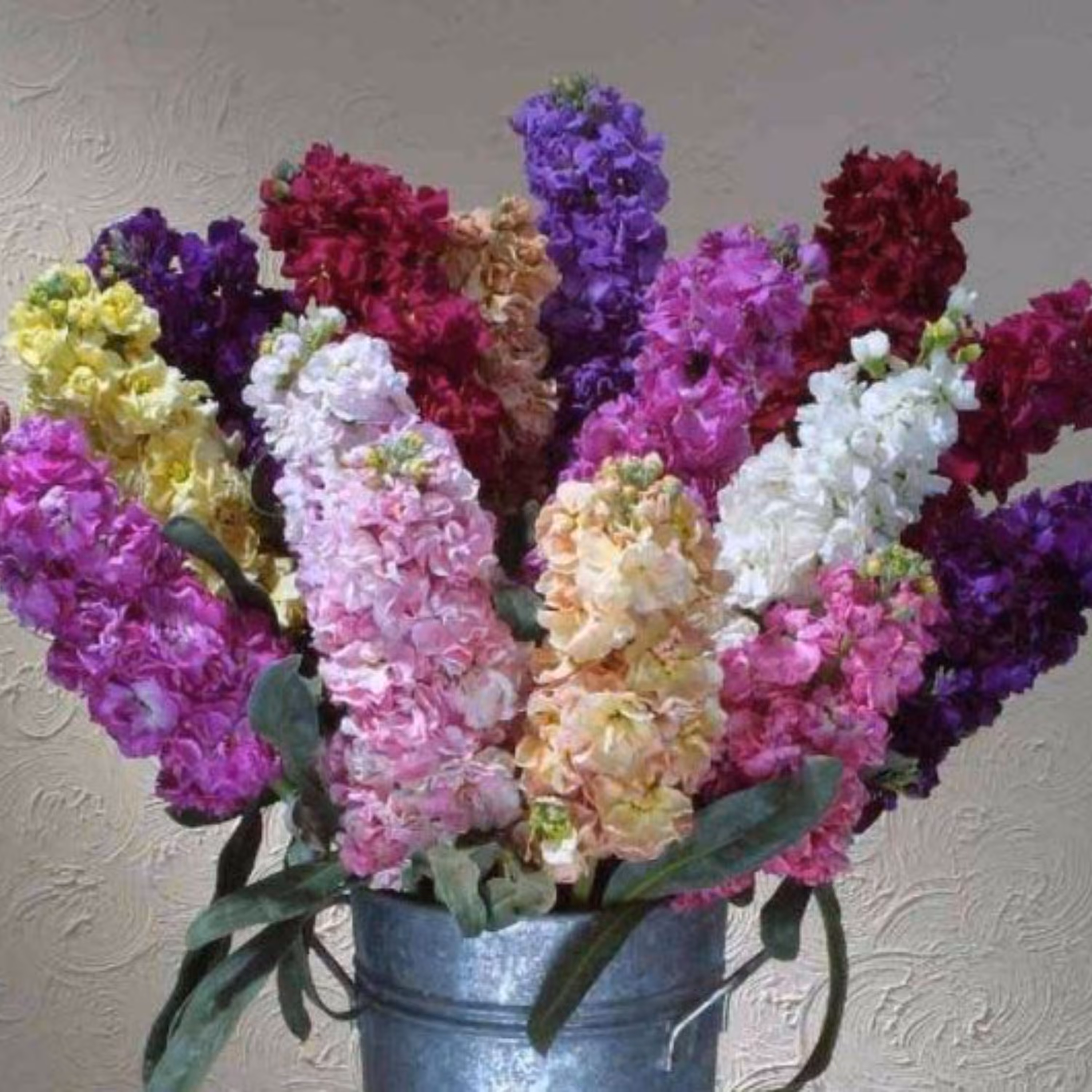 بذر گل شب بو رنگارنگ پاکوتاه بسته 100 عددی
