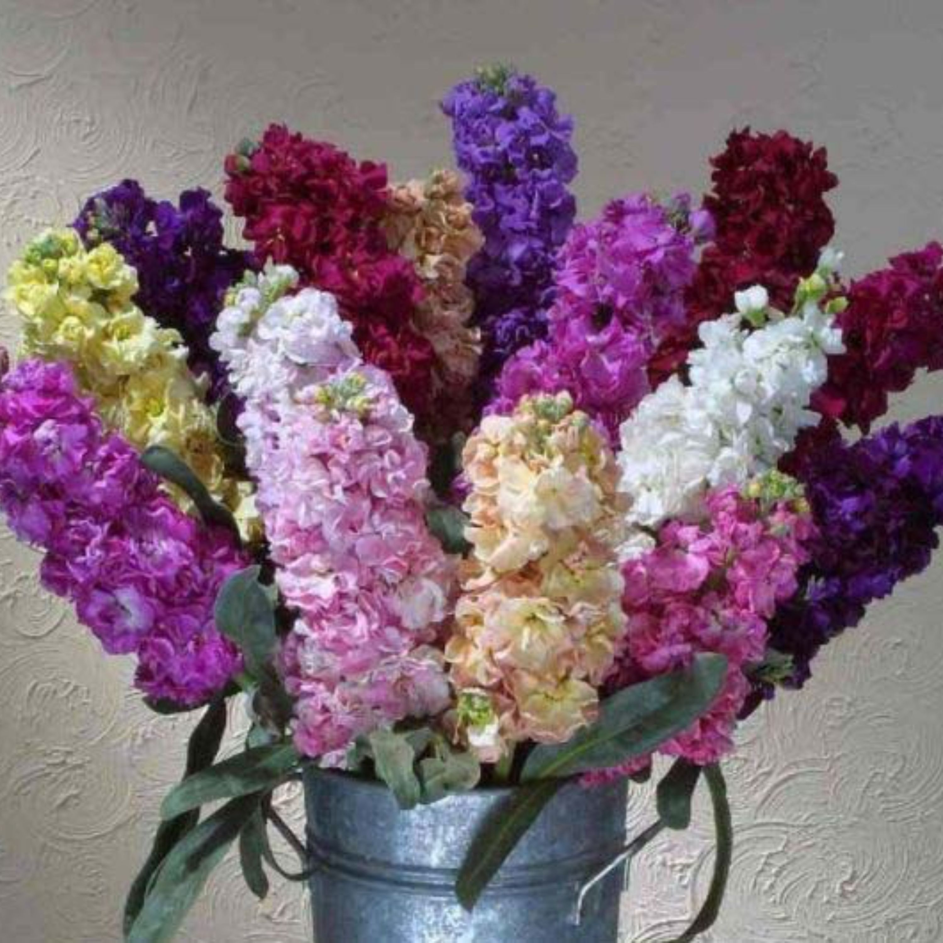 بذر گل شب بو رنگارنگ پاکوتاه بسته 100 عددی