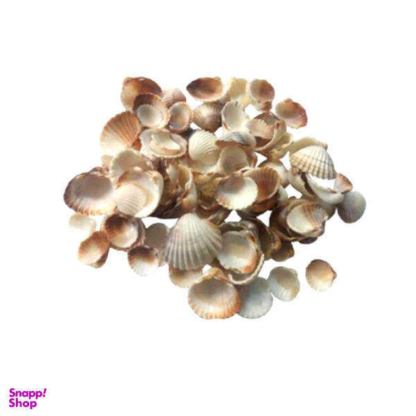 صدف تزیینی مدل 13 shell وزن 250 گرم