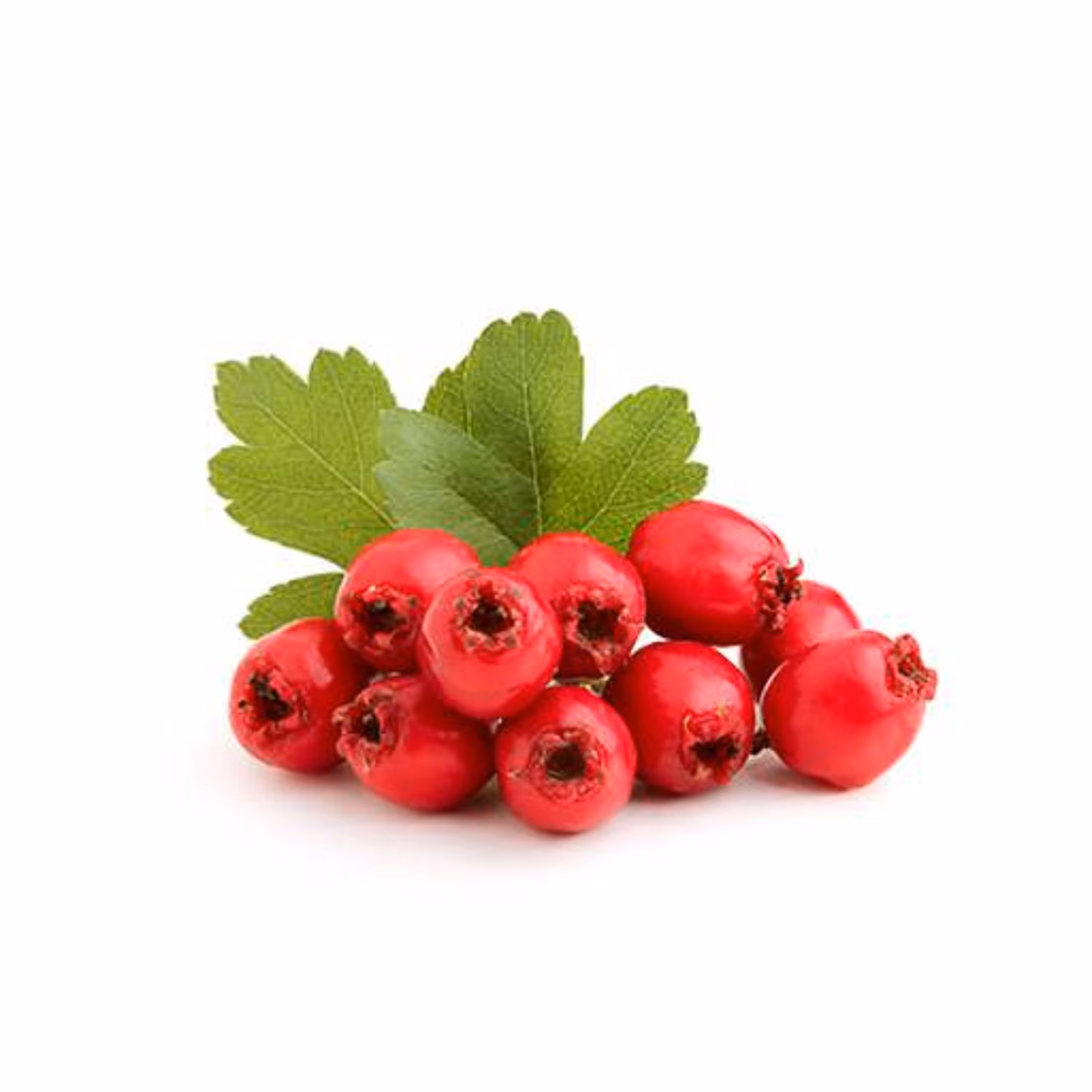 بذر زالزالک چینی 5 عددی