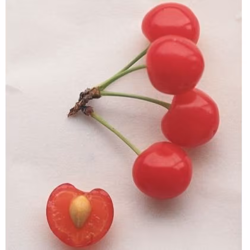 نهال آلبالو گوشواره ای