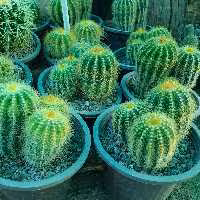 نوتو چند کله