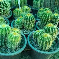 نوتو چند کله