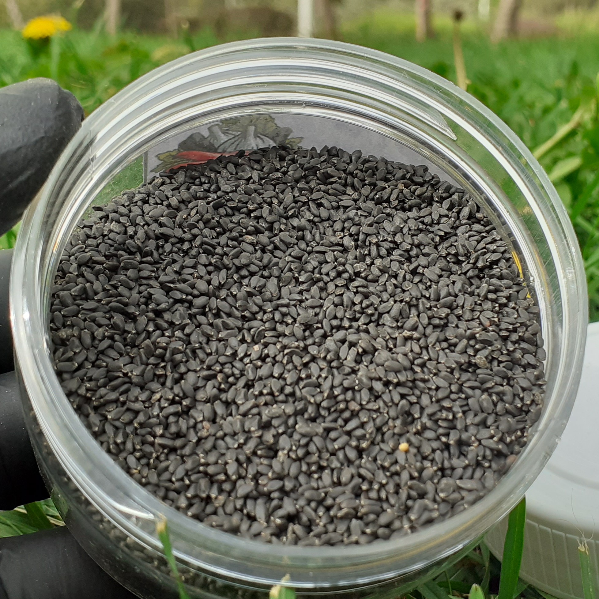 تخم شربتی ریحان هندی ممتاز 300 گرمی 