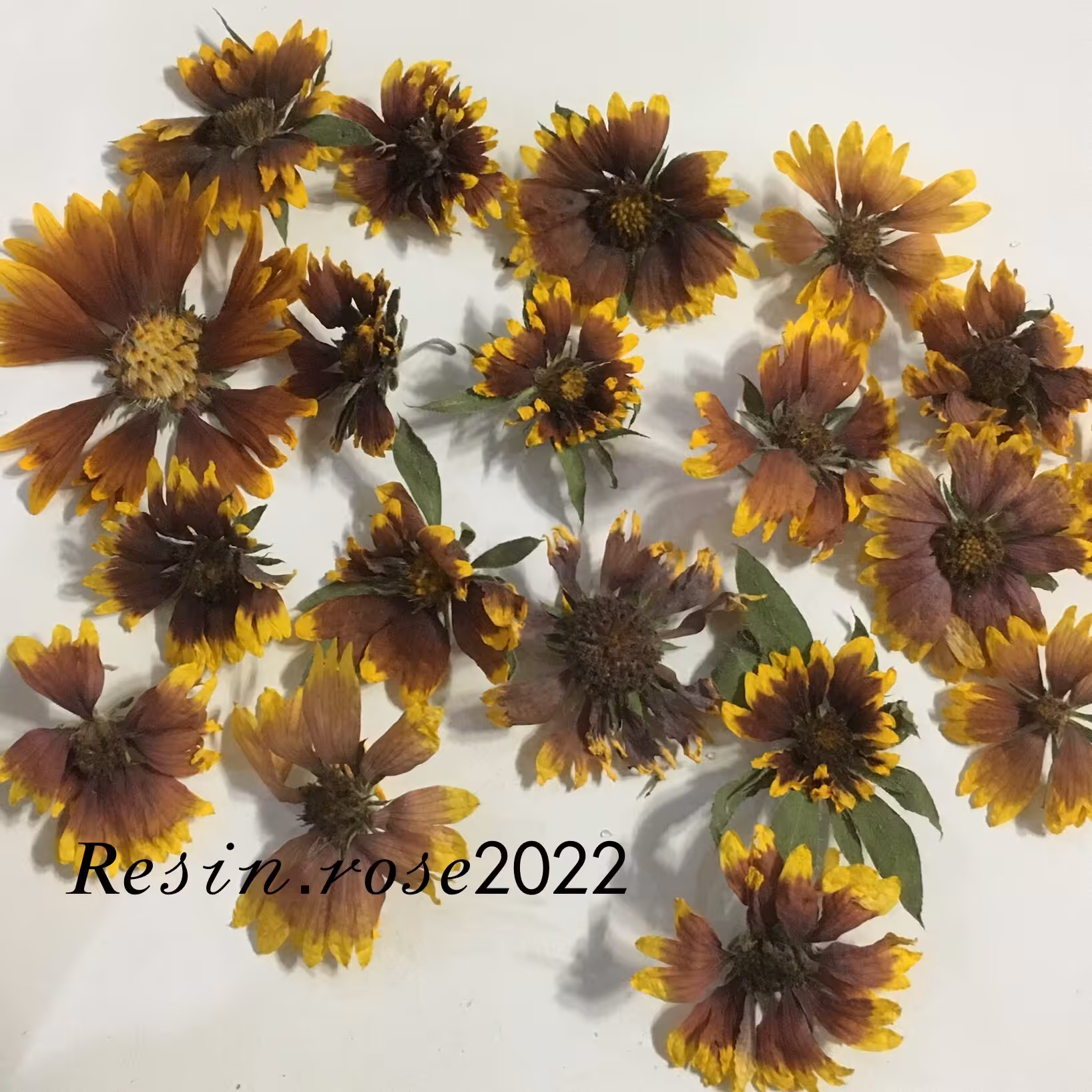 پک پنج تایی گل های خشک طبیعی