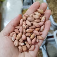 بادام زمینی آستانه سایز ریز ترد تازه(یک کیلو) بادامزمینی