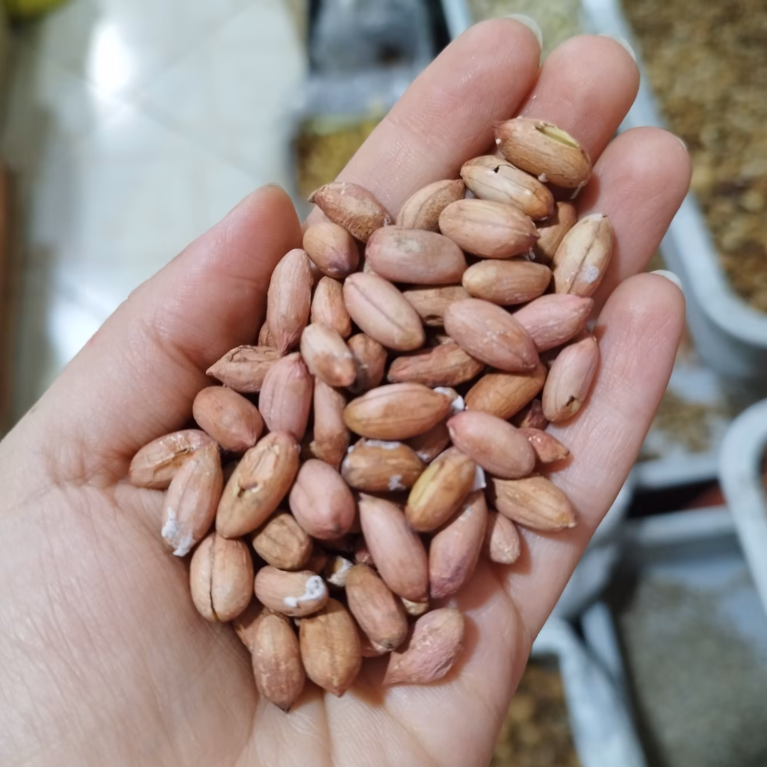 بادام زمینی آستانه سایز ریز ترد تازه(یک کیلو) بادامزمینی