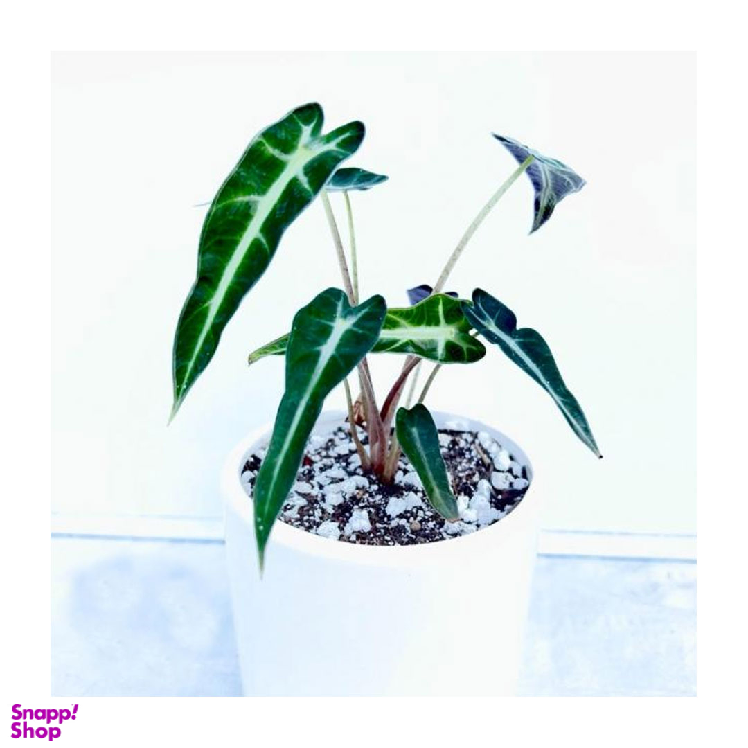 گیاه طبیعی بابا آدم به همراه گلدان