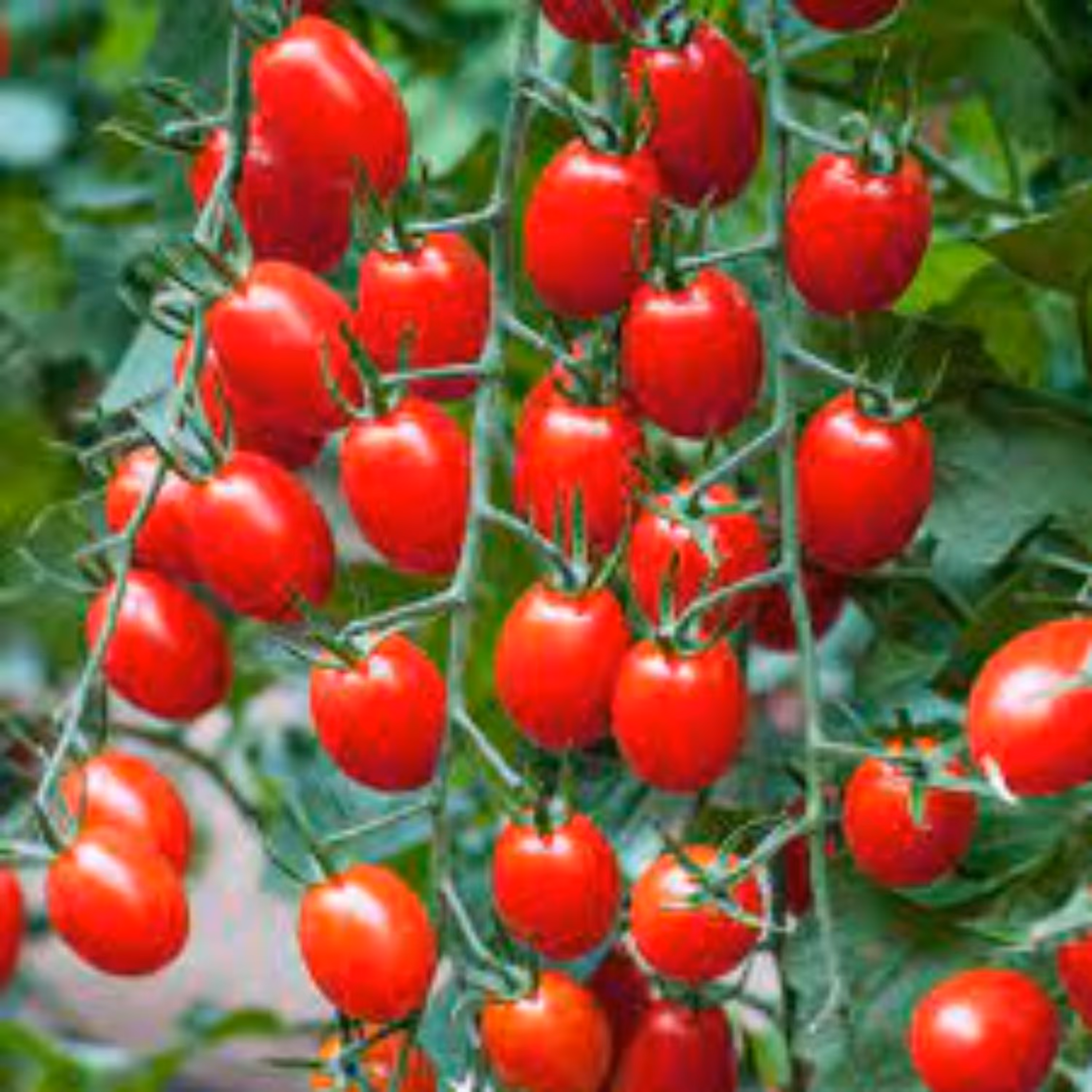 بذر گوجه چری قرمز 20 عددی