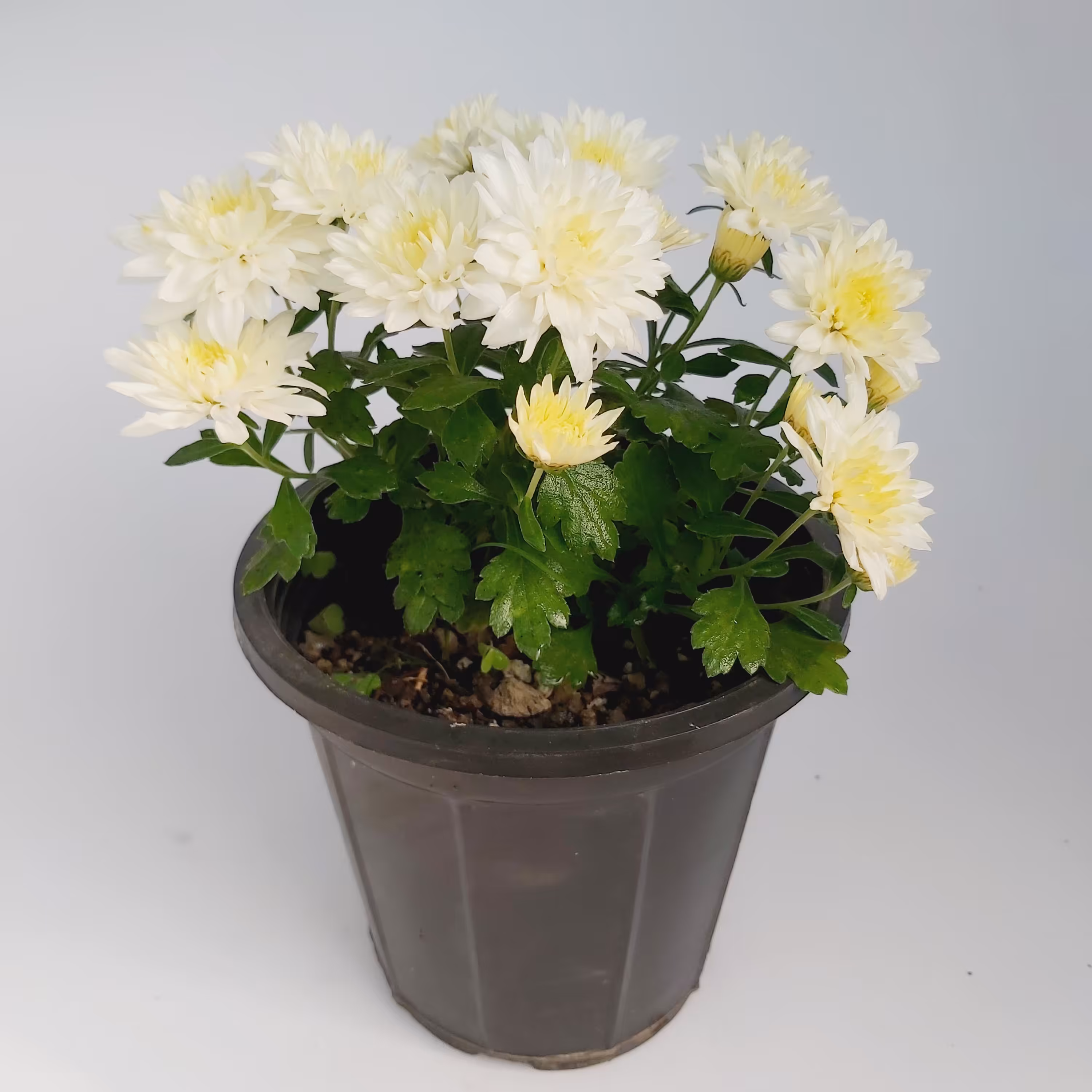 گل داوودی سفید با گلدان لاکی مشکی با کیفیت عالی (مستقیم از تولید کننده خرید بفرمائید)