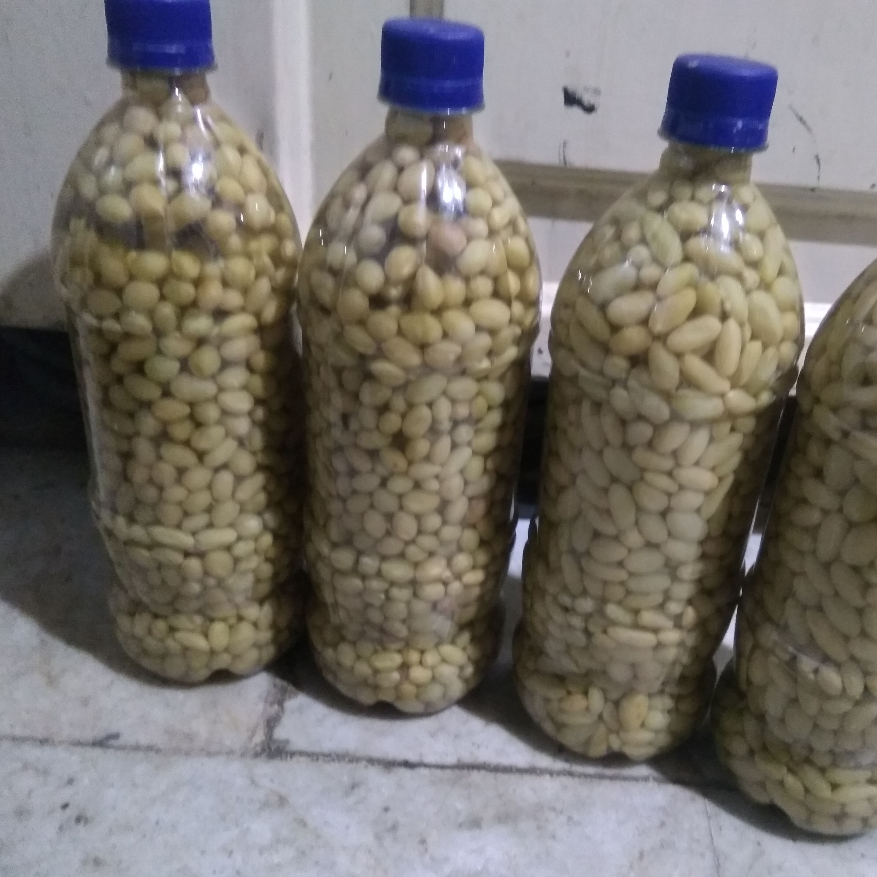 غوره غوره عسگری