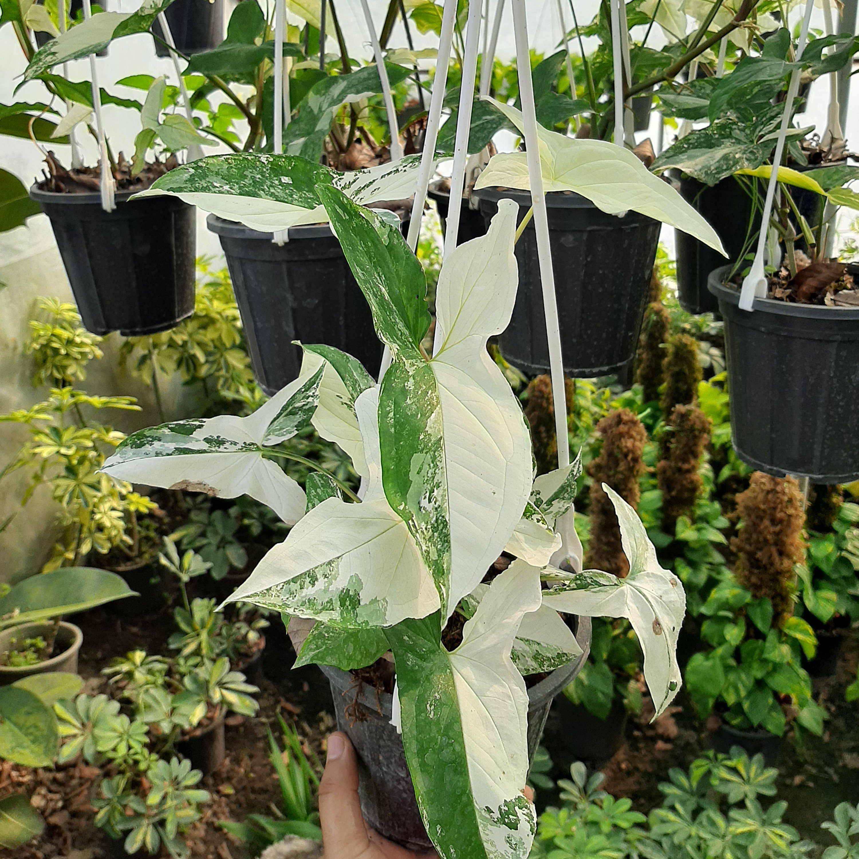 سینگینیوم ابلق