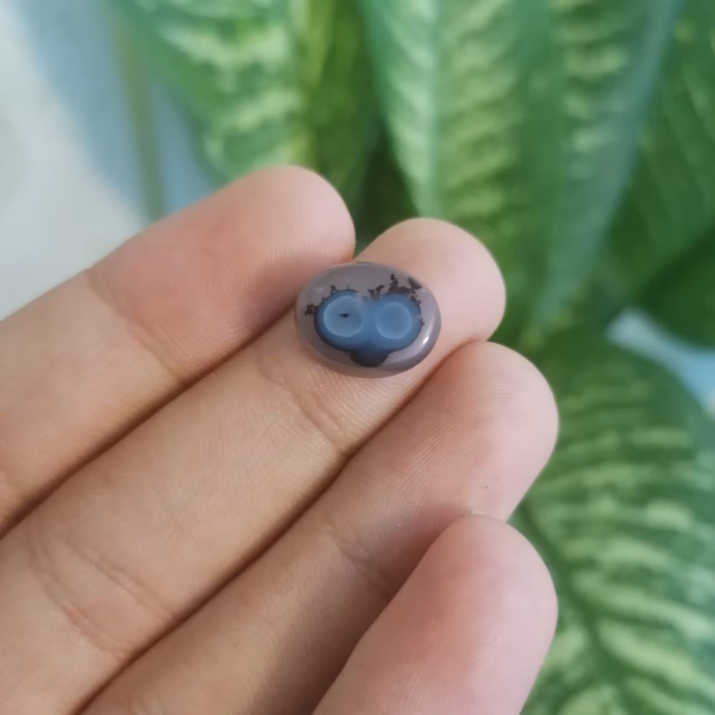 عقیق بابا قوری دو چشم(شجر) 