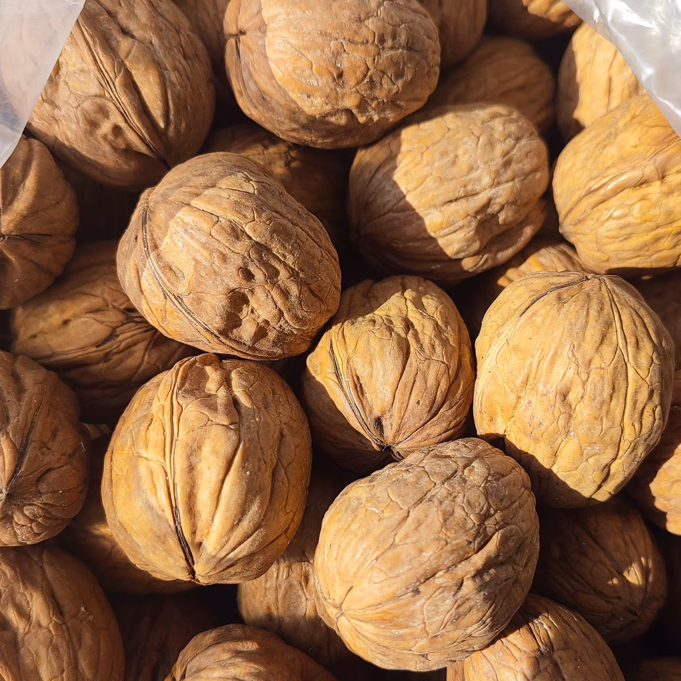 گردو پوست کاغذی آمریکایی