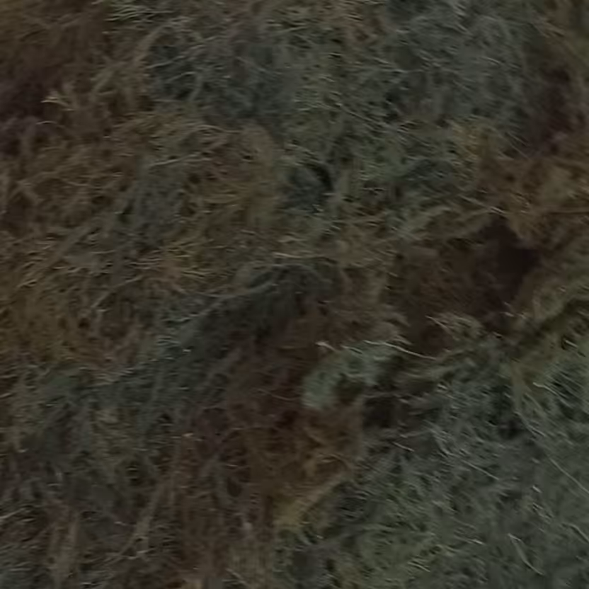 شوید خوشه ای یا پفکی شسته شده و دستگاه خشک