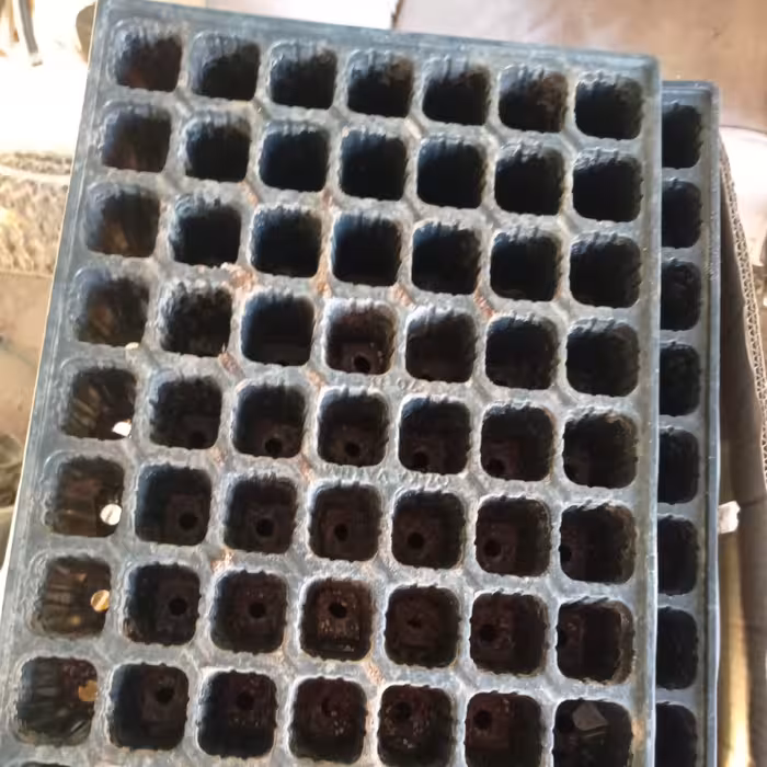 سینی نشا پس کرایه 