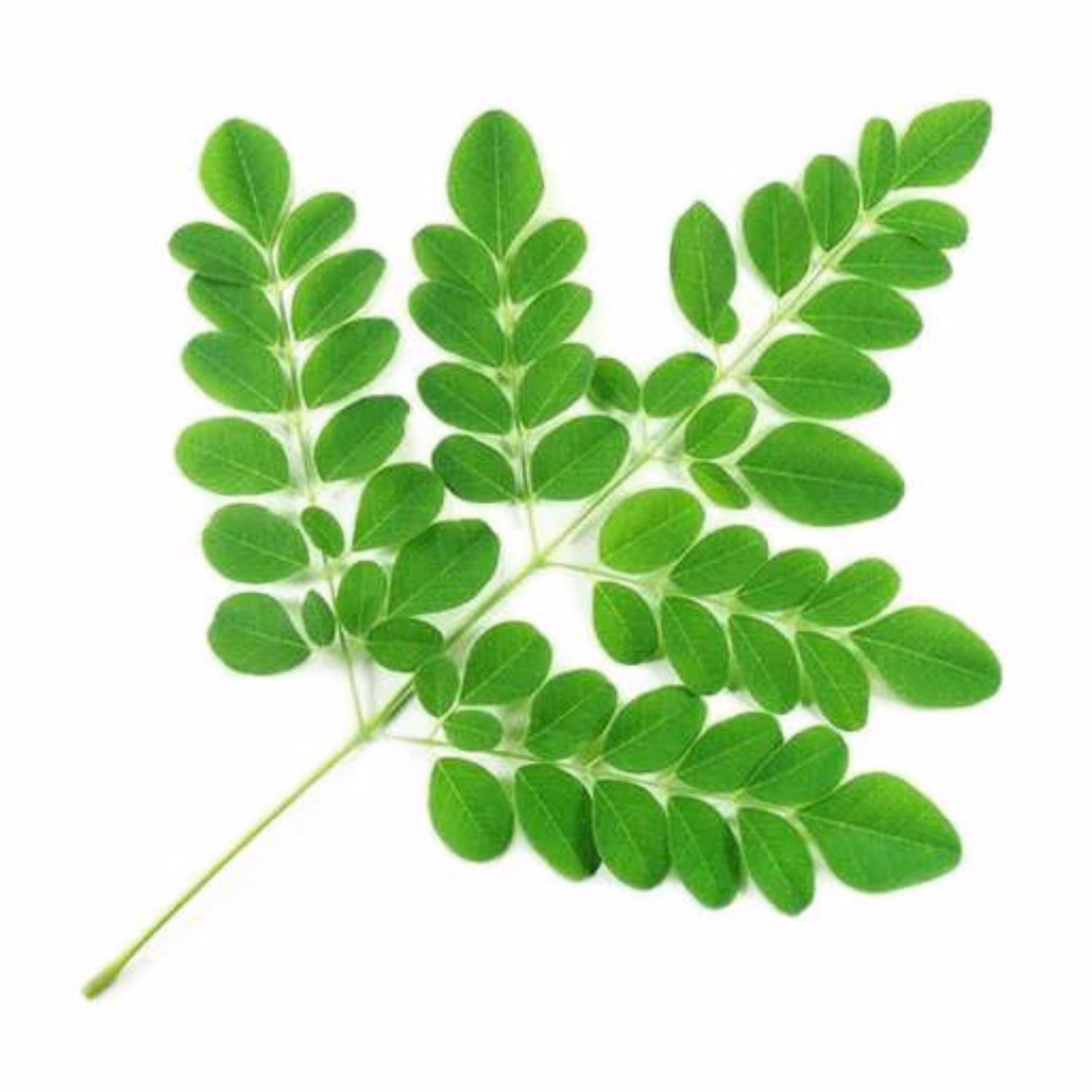 بذر مورینگا 4 عددی