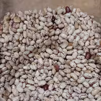 لوبیا چیتی درجه یک پاک شده  فله (ریز)