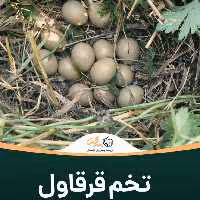 تخم قرقاول نطفه دار 