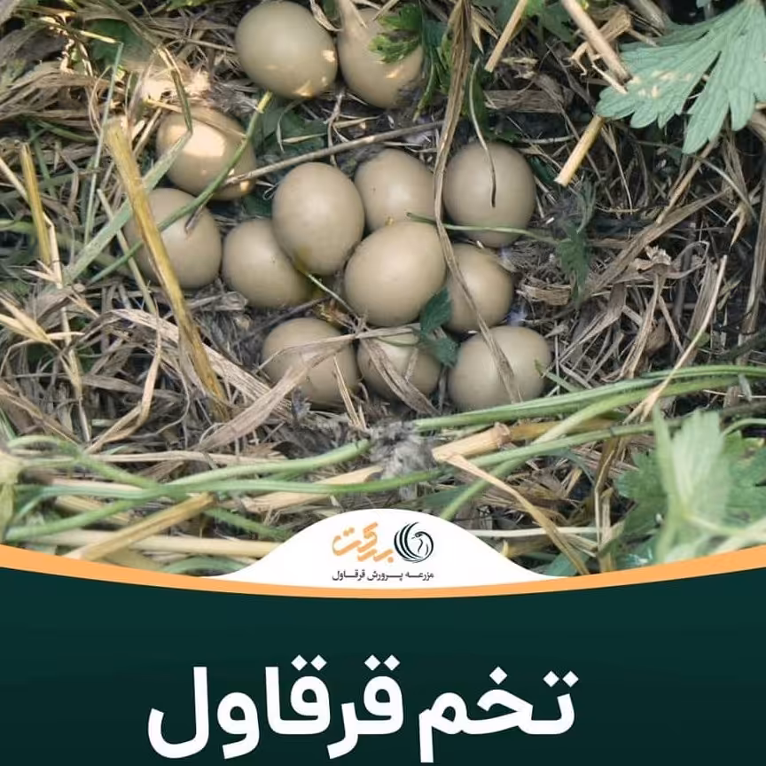 تخم قرقاول نطفه دار 