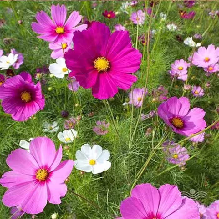 بذر ستاره ای پابلند،صورتی
