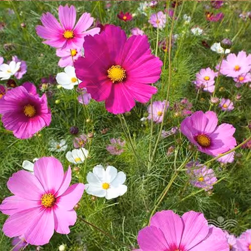 بذر ستاره ای پابلند،صورتی