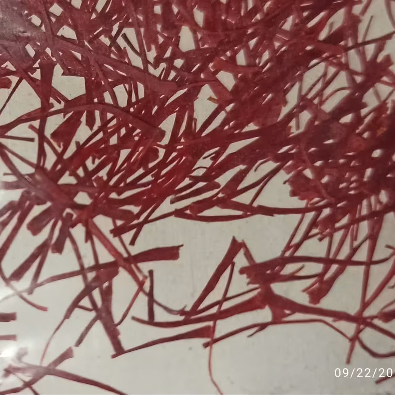 زعفران نگین (بسته یک مثقالی برابر با 4.608 گرم)